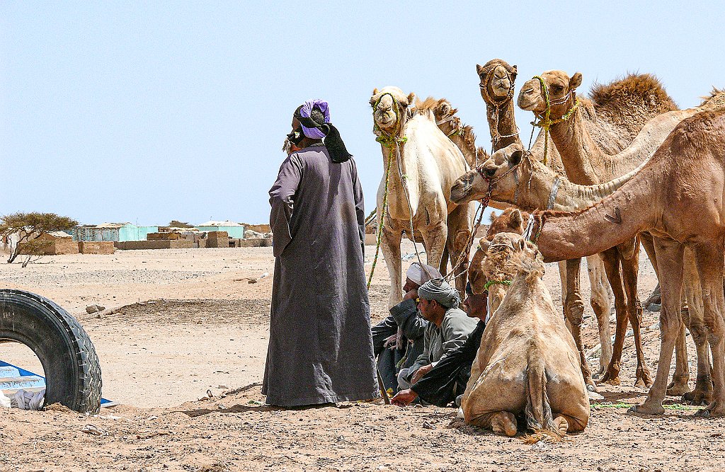 Dromedary market88.JPG
